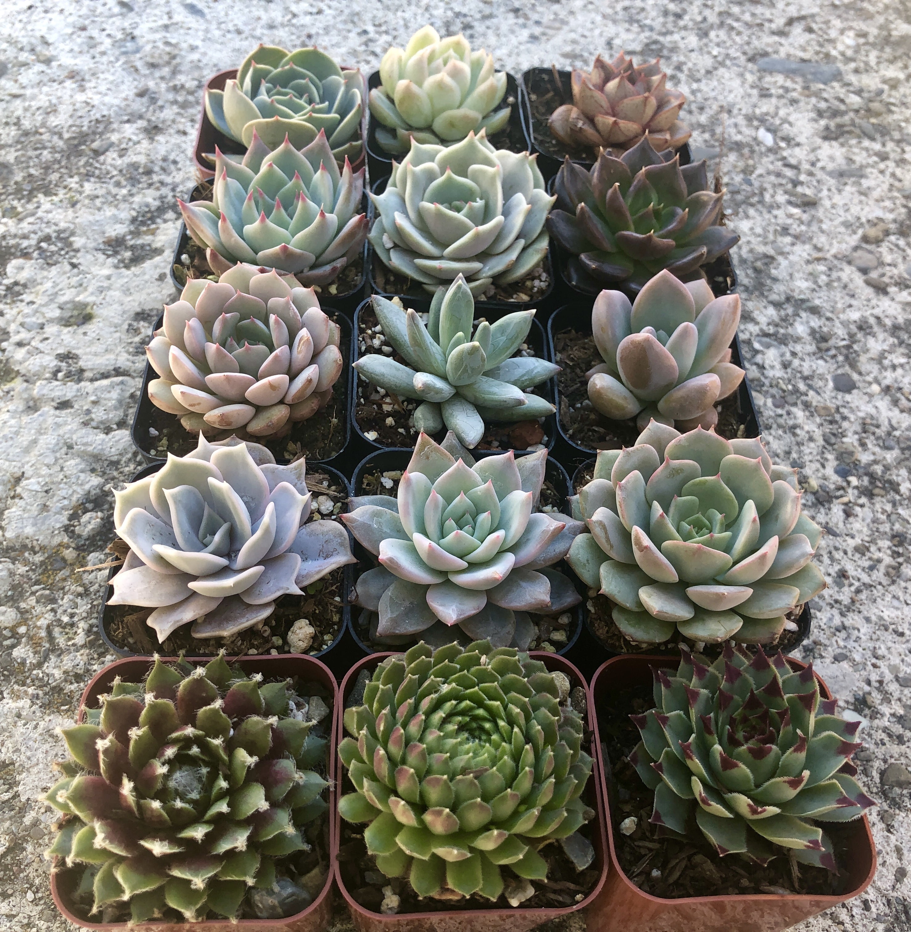 Assorted Rooted Premium Rosette Succulents in 2" Planter Pots with Soil (Pack of 12)