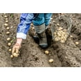 thumbnail image 2 of Yukon Gold Seed Potatos for Planting - Easy to Grow (5 Pounds), 2 of 3