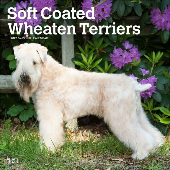 Soft Coated Wheaten Terriers | 2026 12x24" (Hanging) Wall Calendar | Plastic-Free