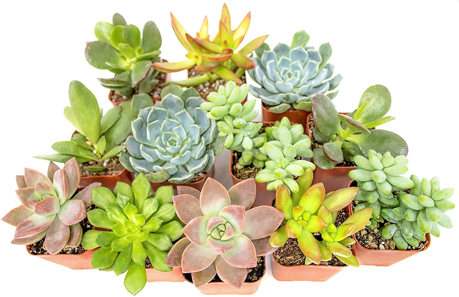 Hand Selected Variety Pack of Mini Succulents Good Juju Collection of Live SucculentPlants with Free Gift Crystal Shop Succulents Collection of 4 in 2 pots 