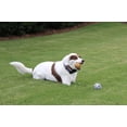 thumbnail image 3 of Bolas Dog Fetch Squeaker con estampado único de animales deportivos, paquete de 18, 3 of 3
