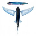 thumbnail image 2 of Nomad Slipstream Flying Fish 200 Pack, 8" PHT - Phantom, 2 of 6