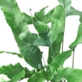 thumbnail image 5 of Fern 'Blue Star', 4" Pot, Indoor Houseplant, Easy Care, Live Plant for Indoor & Outdoor, 5 of 6