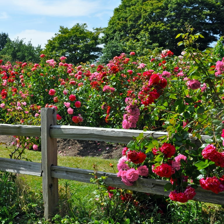 National Plant Network 1 gal. 2-N-1 Freedom Rose with Pink and Red National Plant Network 1 gal. 2-N-1 Freedom Rose with Pink and Red