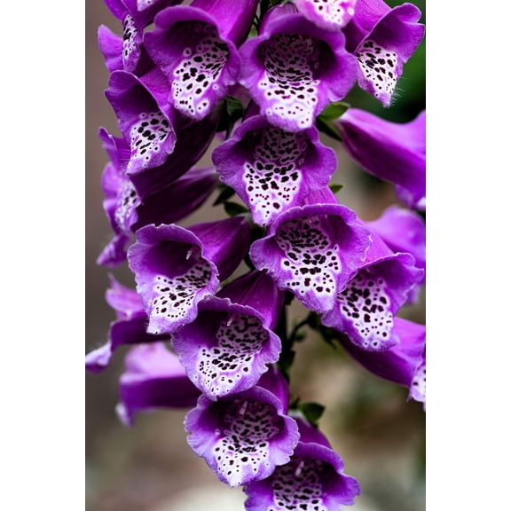 1000 PURPLE FOXGLOVE Digitalis Purpurea Flower Seeds