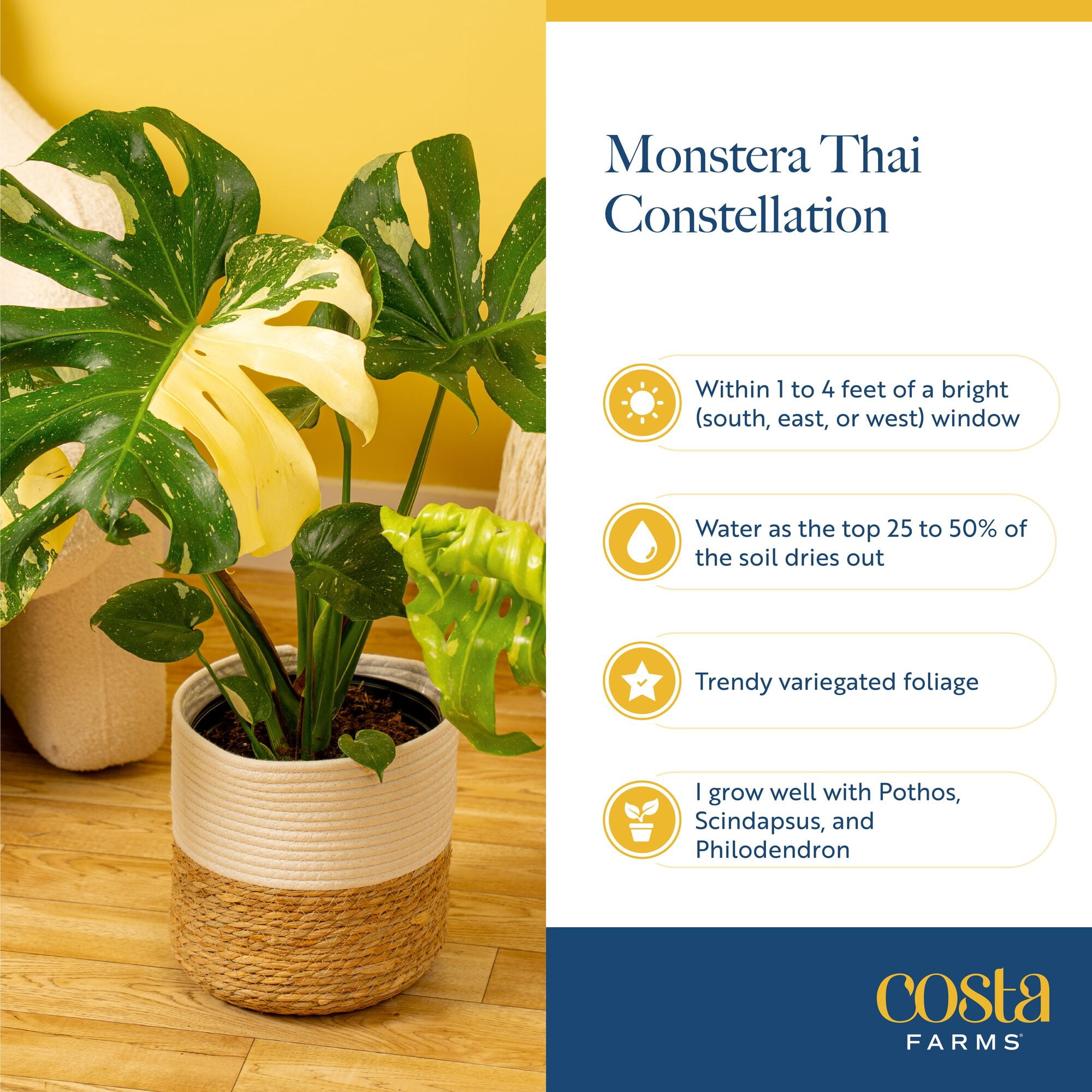 Costa Farms 3Ft Thai Constellation Monstera Indoor Live House Plants in 12" Grower Pot