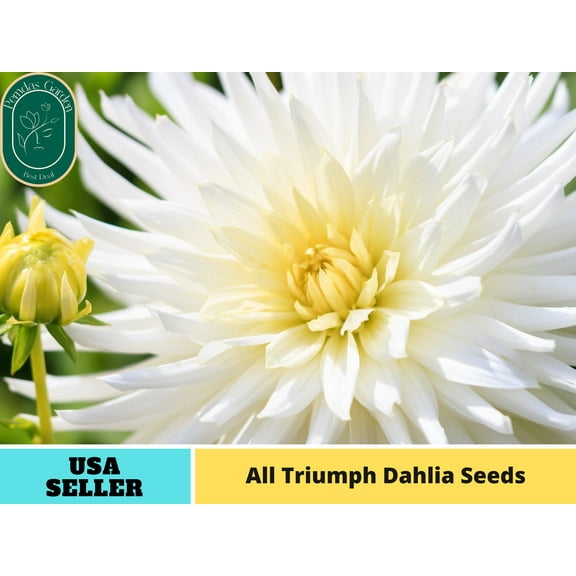 40  Seeds| All Triumph Dahlia Seeds - Authentic Seeds - Perennial~ GMO Free ~Flower seeds~ Vegetable seeds~ Asian Garden~ Herbs B5G1#D004