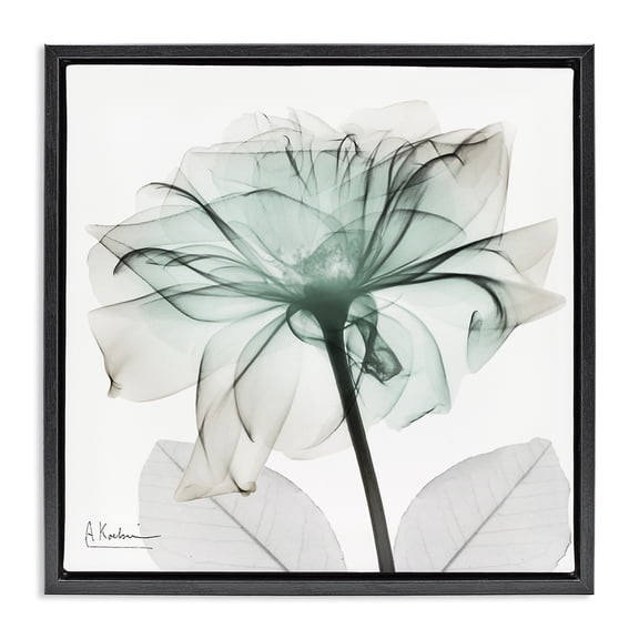 Stupell Industries Contemporary Unique Chic Flower Petal Black Floating Frame Canvas Art, 18 x 18, by Albert Koetsier