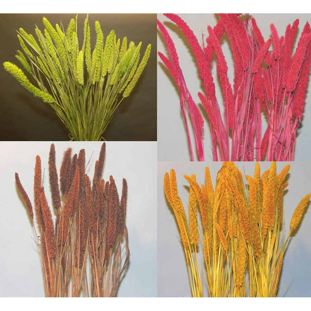 Dried China Millet / Chinese Millet One bunch 4 oz, 2030 stems Long