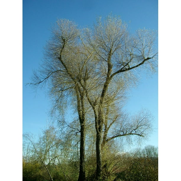 Aesthetic Forest Crown Tree Sky Branches Blue 12 Inch By 18 Inch Laminated Poster With Bright Colors And Vivid Imagery Fits Perfectly In Many Attractive Frames Walmart Com Walmart Com