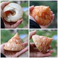thumbnail image 3 of Rare Natural Pearly Screw Conch Shell Sea Collectible a Snail Coral R6Z8, 3 of 9