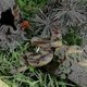 thumbnail image 2 of Juguete de serpiente realista de goma de alta simulación, juguete de serpiente falsa, modelo de pitón, accesorios de jardín y Halloween, espeluznante, 2 of 5