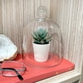thumbnail image 6 of Plymor 5" x 6" Bell Jar Glass Display Dome Cloche (Interior size 4.75" x 4.5"), 6 of 7