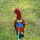 thumbnail image 5 of Arnés de pollo y correa atuendo de gallina de pollo, 5 of 5