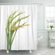 thumbnail image 1 of ABPHQTO Leaf Green Paddy Fresh Rice Plant White Brown Crop Cortina de ducha 160x180 cm, 1 of 1