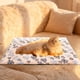 thumbnail image 4 of PRODUCTOS PARA MASCOTAS Colchoneta autocalentable para cama Colchoneta térmica autocalentable para perros Colchoneta calefactora para gatos Colchoneta calefactora para gatos callejeros y domésticos Co, 4 of 6