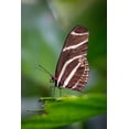 thumbnail image 2 of Jaynes Gallery 11x14 Black Ornate Wood Framed with Double Matting Museum Art Print Titled - USA-Colorado-Fort Collins Zebra longwing butterfly close-up, 2 of 4