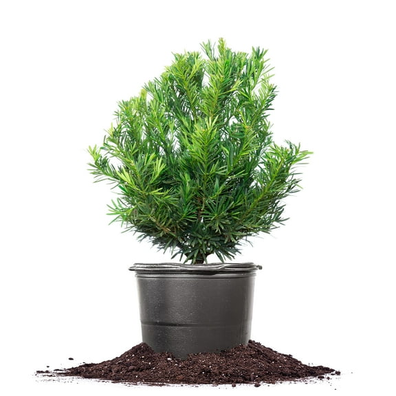 Perfect Plants Podocarpus Pringles 7 Gallon