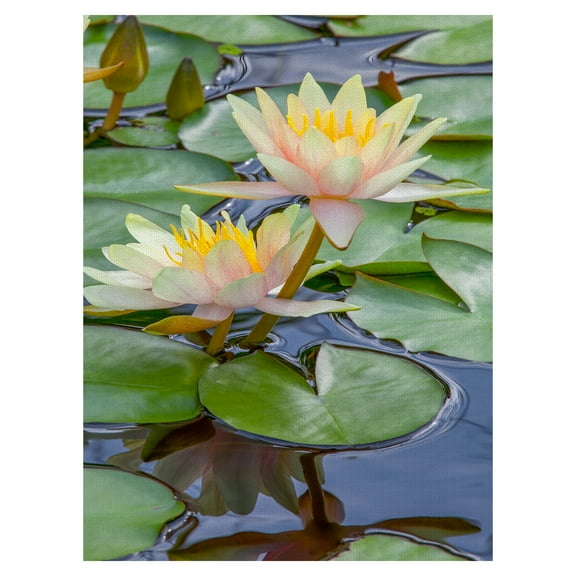 Masterpiece Art Gallery Perfect Couple Water Lillies by Robin Constable Hanson Canvas Art Print 18" x 24"