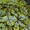 Tapestry, variant on Southern Living Alabama Sunrise Heucherella Live Perennial in 2.5-Quart Grower Pot