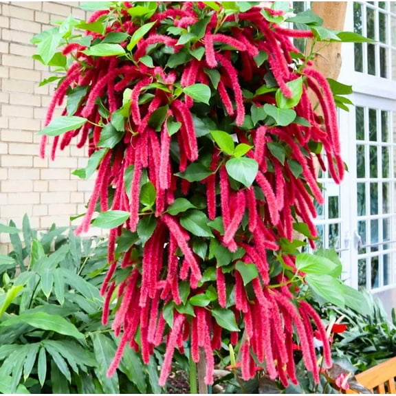 Pack 2 Chenille Flower Plants Red Hot Cattail Bush Acalypha Hispida Plants 3-4 Inch Tall