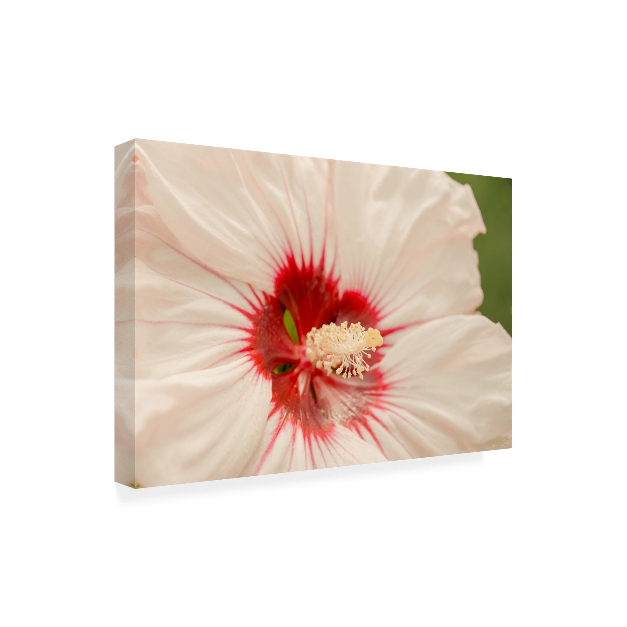 Canvas Wall Art - Life BeautifuLEE 'Up Close White and Red 2' Wall Art for Living Room, Bedroom, or Office Décor by Trademark Fine Art - 24 x 16 Inches