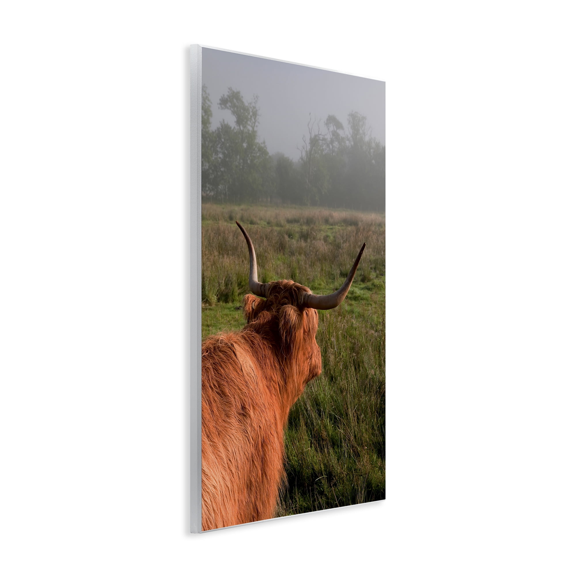 Highland Cow Gazing Out Wall Plaque Art, design by Jenny Rainbow Fine Art