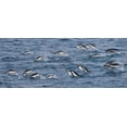 thumbnail image 2 of Paulson, Don 24x12 Black Ornate Wood Framed with Double Matting Museum Art Print Titled - South Georgia Island Gentoo penguins leaping, 2 of 4