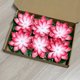 thumbnail image 5 of Luces Flotantes de Loto y Lirio Sensible al Agua con LED - 15 cm - Rojo, 5 of 6