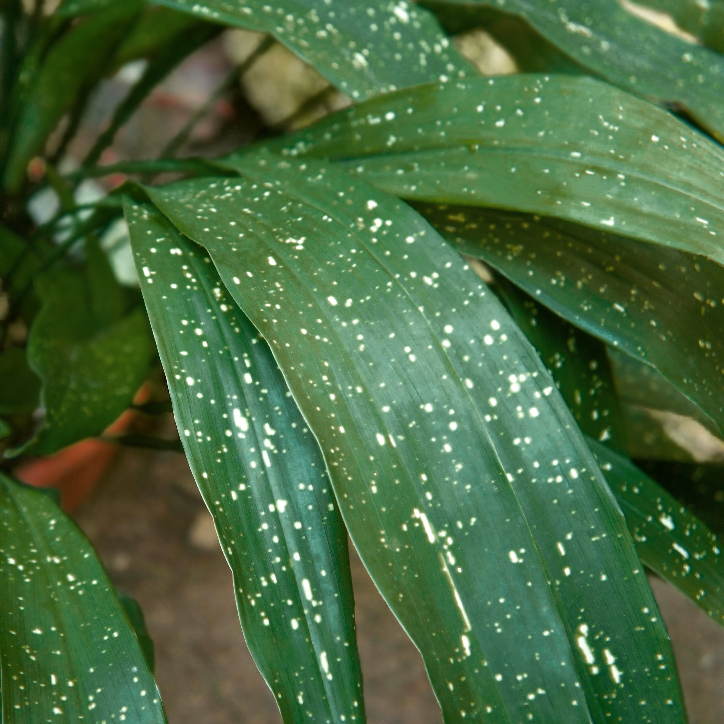 National Plant Network 3 gal. Aspidistra Milky Way Live Plant