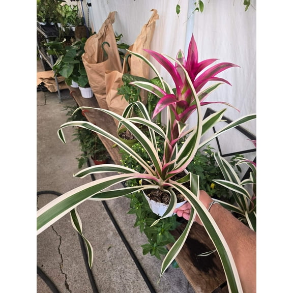 6 inch Pot- XL- 2 ft -Variegated Bromeliad Guzmania - aka Purple Stripes -Variegated Foliage - Beautiful indoor plant - Get similar to the picfue