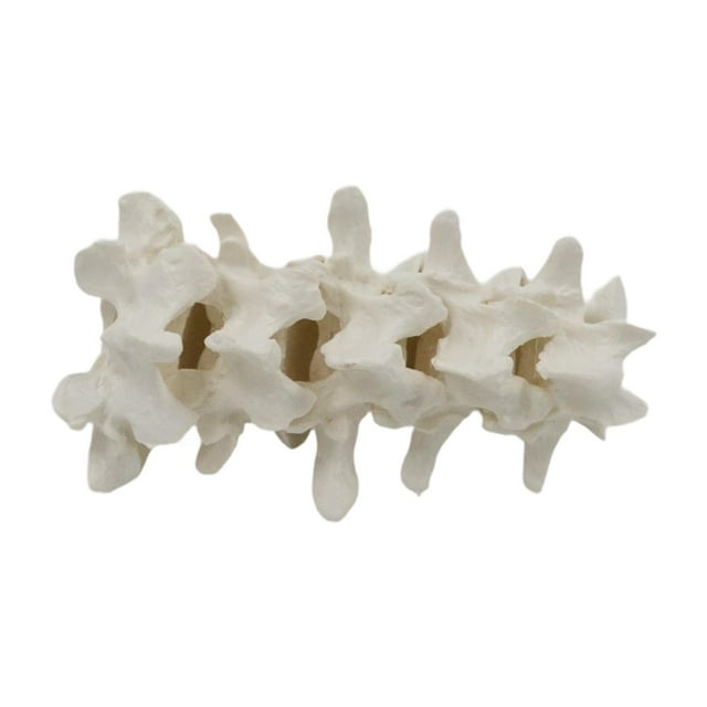 Modelo de spine humano Modelo de enseñanza de la enseñanza Experimento Proyecto de órgano Modelo estructural accesorios para niños de más de 8 años