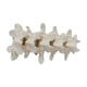 thumbnail image 1 of Modelo de demostración de lumbar humana, accesorios para exhibición, capacitación, experimento, proyecto, enseñanza de biología para niños, re, 1 of 9