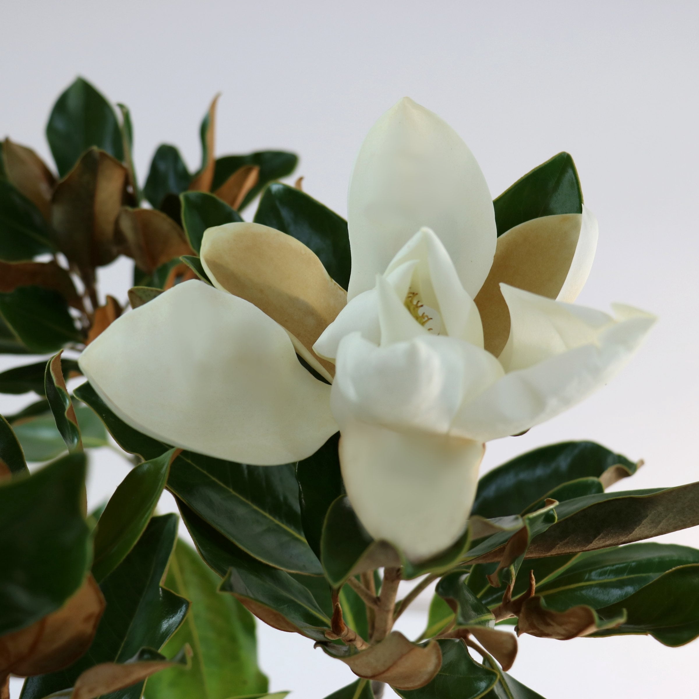 3 gal. Magnolia Little Gem