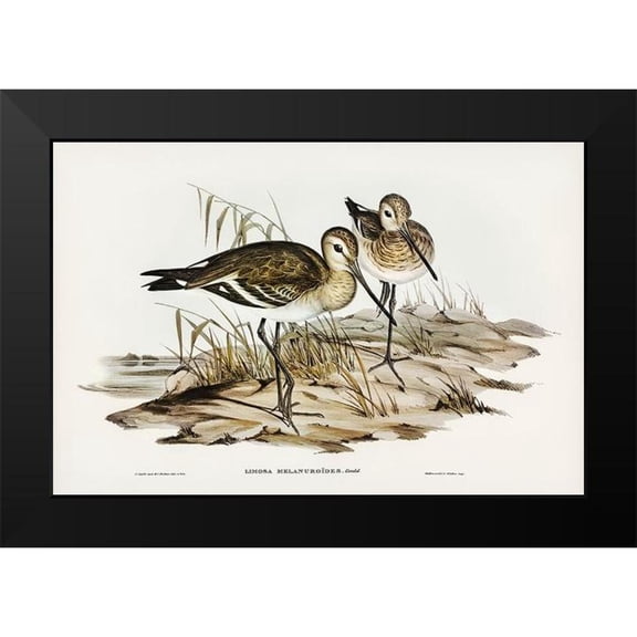 Gould, John 14x11 Black Modern Framed Museum Art Print Titled - Black-tailed Godwit-Limosa Melanuroides