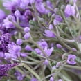 thumbnail image 2 of unbranded Con Gypsophila Sintética En Color Violeta Para Hogar Y Oficina, 2 of 3