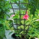 thumbnail image 5 of Equipo De Protección Y Soporte De La Planta, Soportes Para Plantas Trepadoras, Soporte Para Tallos De Plantas, Tallo De Jardín De Plástico, Enrejado Trepador, Herramientas De Bricolaje Para Plantas De Muyoka Hogar, 5 of 6