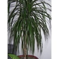 thumbnail image 1 of 25 BLUE DRACAENA ( Spikes / Broad Leaved Cabbage Tree / Mountain Cabbage ) Cordyline Indivisa Flower Seeds, 1 of 1