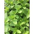 thumbnail image 3 of Daylily Nursery Mojito' Mint Plant Herb in a 4" Pot,3, Heat and cold sensitive, 3 of 5