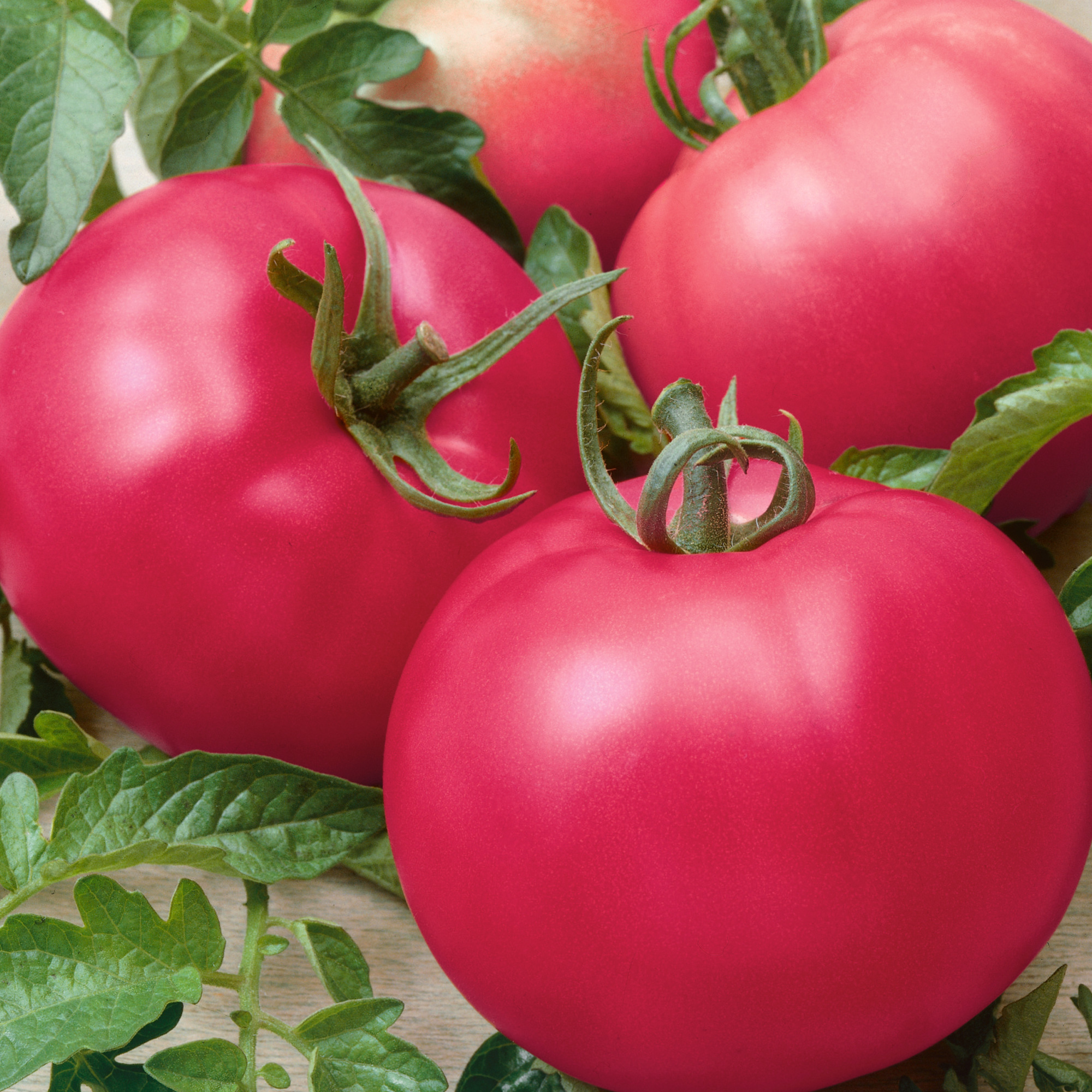 Chef's Choice Pink F1 Hybrid AAS Tomato Seeds - 0.25 Oz ~1700 Seeds - Non-GMO, F1 Hybrid - Vegetable Garden - Lycopersicon esculentum - image 1 of 1