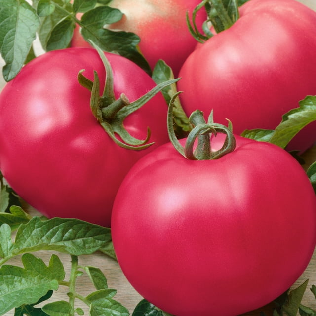 Chef's Choice Pink F1 Hybrid AAS Tomato Seeds - 0.25 Oz ~1700 Seeds - Non-GMO, F1 Hybrid - Vegetable Garden - Lycopersicon esculentum