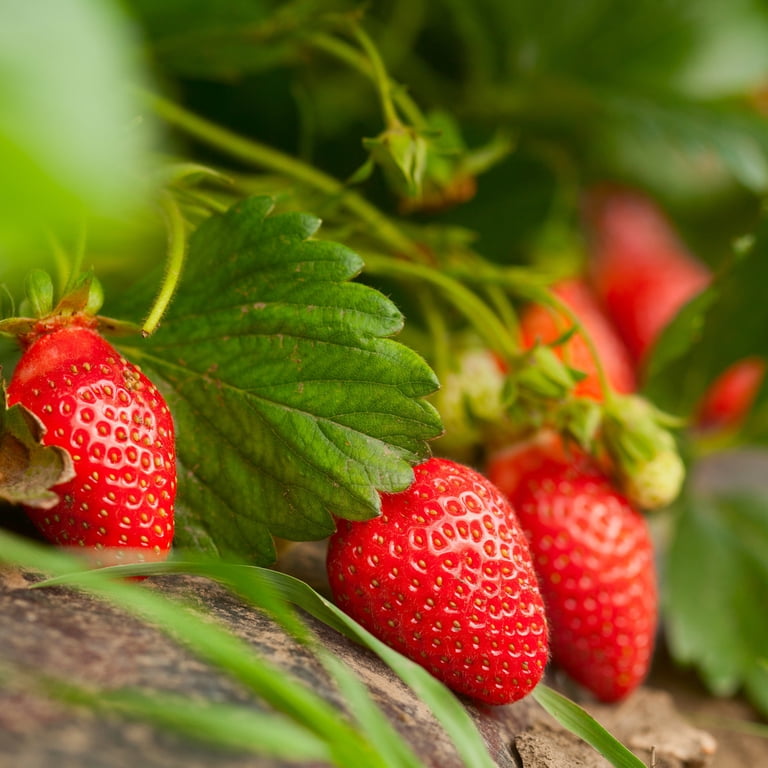 Bonnie Plants Albion Strawberry: 10-inch Basket, Live Plant
