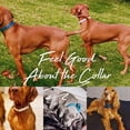 thumbnail image 3 of Velvet Dog Collar & Leash Set with Bow - Personalized Luxury Matching Set, Adjustable Soft Collar for Small Medium Dogs, 3 of 10
