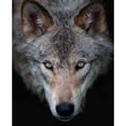 thumbnail image 3 of Cumming, Jim 12x14 Black Modern Framed Museum Art Print Titled - All The Better To See You - Timber Wolf, 3 of 5