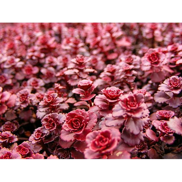 Dragon S Blood Sedum Stonecrop Loves The Sun Live Plant Quart Pot Walmart Com Walmart Com Dragon S Blood Sedum Stonecrop Loves The Sun Live Plant Quart Pot Walmart Com Walmart Com