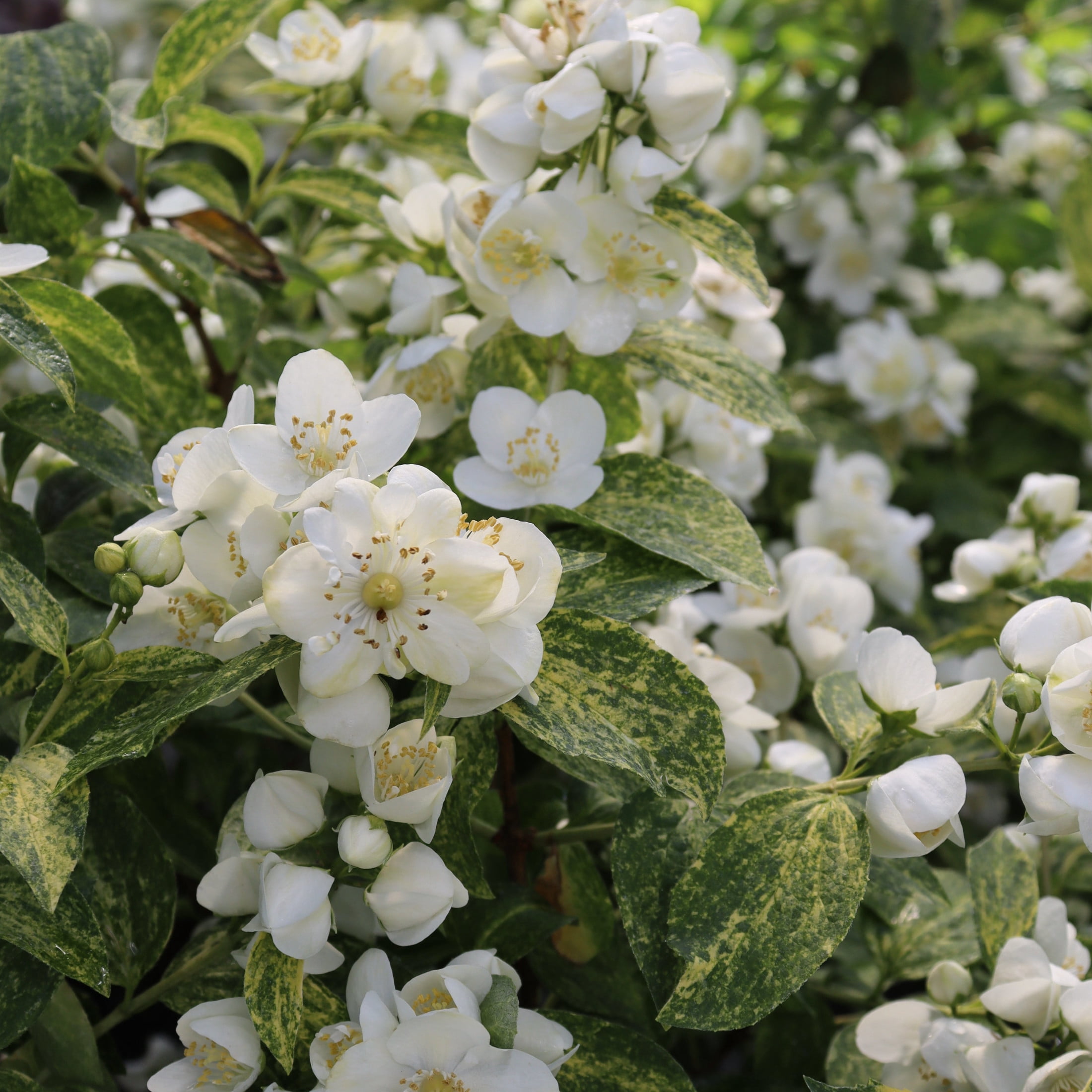 Proven Winners ColorChoice 5" White Illuminati Sparks Mockorange Live Plant in 4.5" Pot (4 Count)