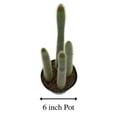 thumbnail image 2 of Old Man of The Andes, 6 inch, Huge Cactus, Oreocereus celsianus, Hairy Fuzzy Mountain Cacti, 2 of 5