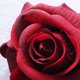thumbnail image 2 of Advancent Cabeza de rosa artificial única, tallo largo, cabeza de rosa artificial carmesí, flor de simulación larga, arreglo de jardín para Kits de decoración para fiestas, 2 of 6