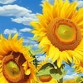 thumbnail image 6 of HAOXIT Round Table Cover Elastic Tablecloth Outdoor Beauty Sunflowers Cloud Flower Sky Suitable for Dining Table and Card Table 54-58, 6 of 8
