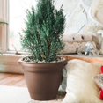 thumbnail image 4 of Bloem LP1045 10 in. Lucca Self Watering Planter, Chocolate, 4 of 10